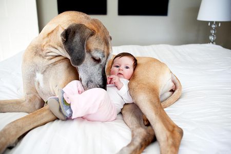 dog and baby