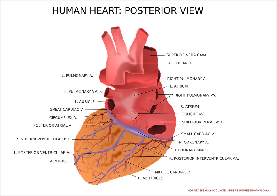 after eating heart beats fast